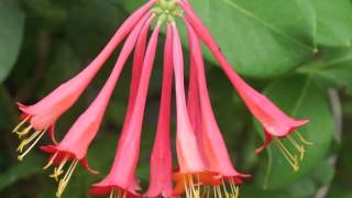 Plant portrait  Coral honeysuckle Lonicera sempervirens [upl. by Andrei290]