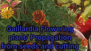 Gaillardia flowering Plants Care and Propagation [upl. by Onifled970]