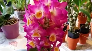 Update 12 Dendrobium Nobiles Yamamoto Dendrobiums [upl. by Bledsoe124]