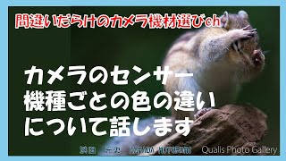 間違いだらけのカメラ機材選びch 「カメラのセンサー機種ごとの色の違いについて話します」 [upl. by Grinnell349]