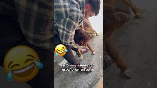 Practicando español 😂american humor couplegoals doglover spanglish spanish latina shorts [upl. by Thetos]