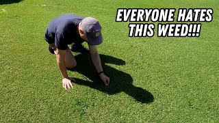 ALL of the ways to kill Paspalum   the best chemical free method [upl. by Eelynnhoj82]