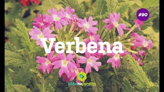 Verbena [upl. by Niwled323]