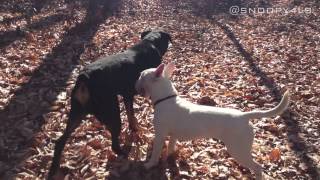 Rottweiler Vs Bull Terrier Part 2 [upl. by Notlit]