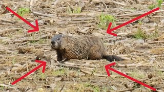 2024 PA Groundhog Hunting Compilation PART 1 [upl. by Oidale]