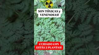 ☢️ CUIDADO Estás 2 Plantas Tóxicas podrían Matarte [upl. by Huang754]