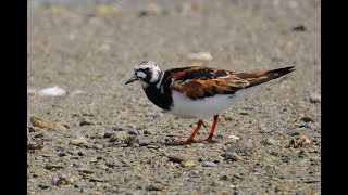 キョウジョシギ 野鳥 Ruddy Turnstone Arenaria interpres wildbirds [upl. by Souza]