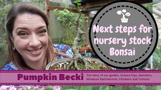 Making Bonsai from nursery stock  Ilex Crenata part 2 [upl. by Harned248]