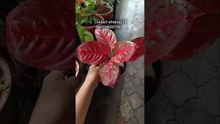 ചൈനീസ് സുന്ദരികൾ Gardening Malayalamgarden tourZain World [upl. by Faxon]