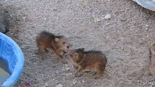 Baby javelina fight practice [upl. by Ambros]