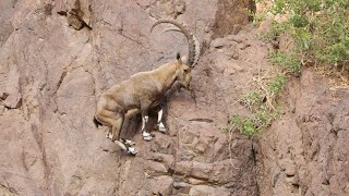 Mountain Climbing Goats  ibex cliff climing  Nature is Everything [upl. by Delcine354]