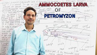 Embryonic Development  Ammocoetes Larva of Petromyzon  Sea Lamprey  Cyclostomata [upl. by Haliehs]