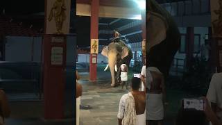 Thiruvambady Arjunan elephant [upl. by Arehc]