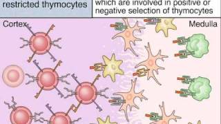 Maturation of T Cells in The Thymus [upl. by Fulbert]