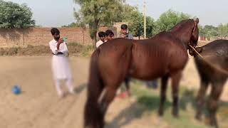 Horse meets other horse in village [upl. by Oecile124]