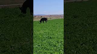 un campo repleto de alfalfa para los burros [upl. by Ytnom]