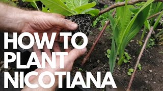 How to plant nicotiana [upl. by Ailahs200]