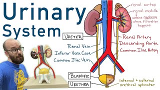 Urinary System  Structure Function Plastinated Kidney and Bladder 3D Model [upl. by Nivlad89]