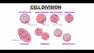 CELL DIVISION  MITOSIS AND MEIOSIS  COMPLTE ZOOLOGY [upl. by Adnirolc]