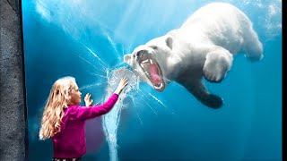 polar bear tank SHATTERS at worst time [upl. by Reamy]