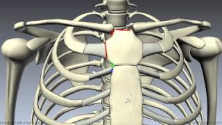 Sternum  3D Anatomy Tutorial [upl. by Nnaes]