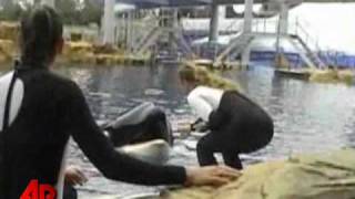 Raw Video SeaWorld Killer Whale Before Attack [upl. by Dlarrej758]