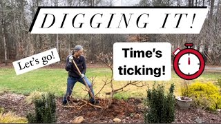 Can I Dig Up a Big Edgeworthia Plant Before the Timer Goes Off Success or Failure [upl. by Nogras428]