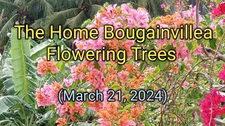 THE HOME BOUGAINVILLEA FLOWERING PLANTS  March 21 2024 [upl. by Anwaf360]