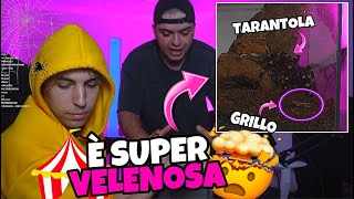 LA NUOVA TARANTOLA DI GRENBAUD🕷️🎪⚠️ super velenosa con Gabriele Canella [upl. by Demmahom215]