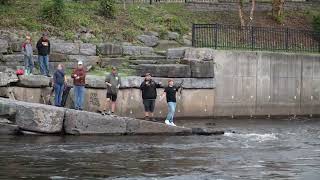 Salmon jumped at Salmon River Pulaski NY Salmon Run 2024 [upl. by Acinelav250]