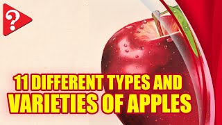 11 Different Types and Varieties of Apples [upl. by Enomes]