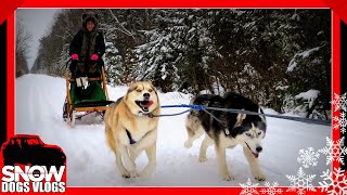 DOG SLEDDING  Yes Oakley Can Pull [upl. by Cosetta304]