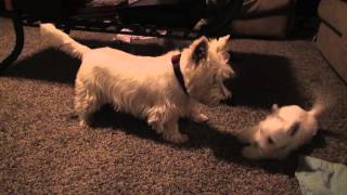 Westie Puppies Wrestle and Play with Parents [upl. by Awahsoj]