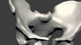 Sculpting the Pelvic Bone [upl. by Naneik]