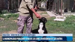 El Centro de Adopciones alberga a 20 perros extraviados durante las peregrinaciones canal7salta [upl. by Miza857]