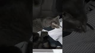 Oh Yea Laundry Time with Bodey Cat So Cute cutecat bodeyourboykitty shortsvideo [upl. by Jerrilee320]