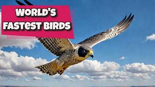 10 FASTEST Flying Birds That Will Leave You Speechless [upl. by Cissy]