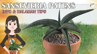 SANSEVIERIA PATENS INFO amp HALAMAN TIPS TAGALOG ANIMATION [upl. by Aihsila]