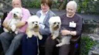 Caledonian Dandie Dinmont Terrier Show 2008 Winners [upl. by Zanas638]