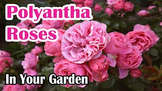 How to Grow Polyantha Roses in Your Garden [upl. by Aleinad]