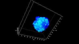 ZEISS Lightsheet Z1 Spheroid imaging intensitybased registration [upl. by Mossolb597]