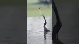 Amazing Fishing Anhinga shorts [upl. by Jonathon]