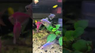 FAKTA UNIK TENTANG IKAN GLOFISH glowfish glofish petfish aquariumfish freshwaterfish fishtank [upl. by Odlaw]