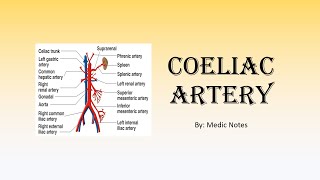 Coeliac artery  anatomy branches clinical relevance and disorders [upl. by Uase904]