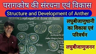 परागकोष की संरचना एवं विकास।। लघुबीजाणुधानी।। लघुबीजाणुजनन।। [upl. by Salba992]