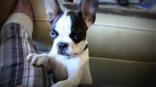 French Bulldog That Can Talk Talking Frenchie [upl. by Rosabella]