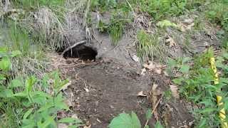 Meet Adorable Baby Woodchucks [upl. by Valina722]