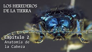 ENTOMOLOGÍA  Los Herederos de la Tierra  Cap 2 Anatomía de la Cabeza insectos anatomía [upl. by Husch]