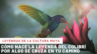 LA LEYENDA DEL COLIBRÍ [upl. by Unity150]