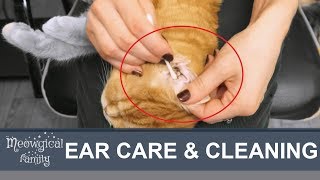 😻 Easy Ear mites How to clean cats ears [upl. by Kacerek]